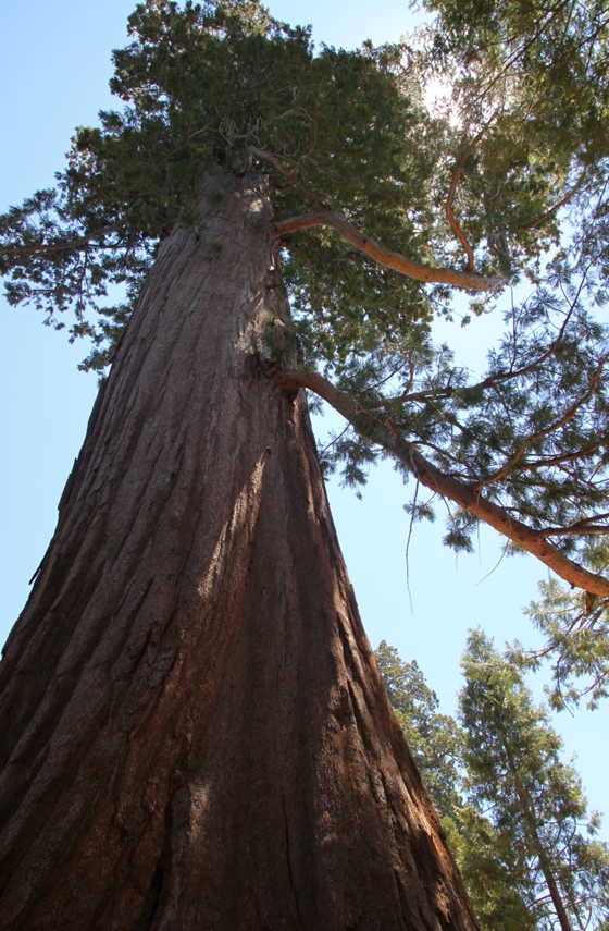 Sequoia National Forest